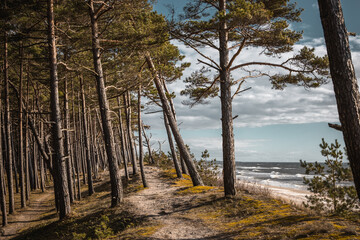 Typical Baltic sea coastline landscape in Lithuania. Pine forest  and sandy beach with blue sky on sunny day. 