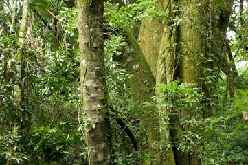 Remanescente alterado de Floresta com Araucária - Campo Largo- PR