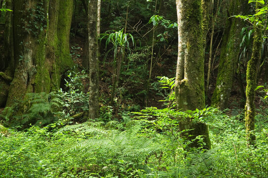 Remanescente alterado de Floresta com Arauc&aacute;ria - Campo Largo- PR
