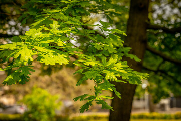detail of common oak (Quercus robur) leafs with blurred background in springtime
