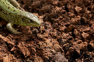 The head and forelimbs of the lizard are nimble on the brown background of the soil. Selective focus. Copy space.