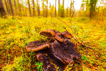 A lot of mushrooms grow in a pine forest. The sun shines through the trees. Beautiful nature. Close up view from ground level.