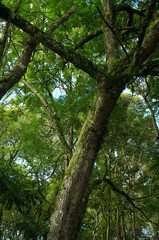 Detalhe de vegetação - Floresta com Araucária - Curitiba - Paraná, Brasil
