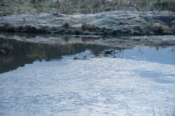 Geada - Floresta com araucária - Urubici - SC