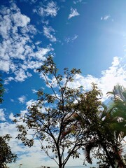 sky and tree