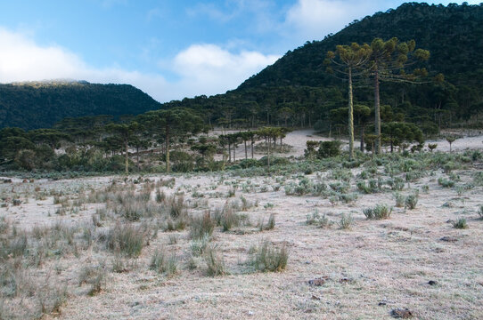 Geada - Floresta com arauc&aacute;ria - Urubici - SC