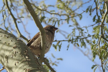 A white-crowned sparrow perched in a tree in Maricopa County, Arizona.