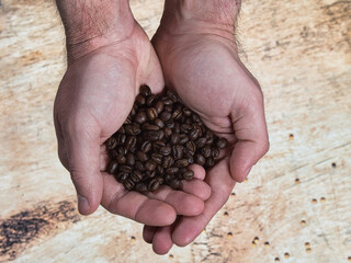Freshly roasted coffee beans in men's palms