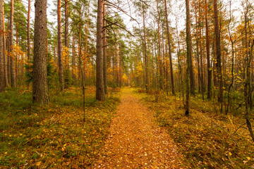 Pine forest in autumn. Beautiful nature. Overcast weather. Footpath with fallen leaves. Russia, Europe. View from the path.