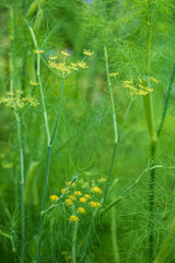 organic dill in the garden