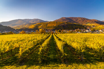 autumn vineyard and Spitz in Wachau region, Austria