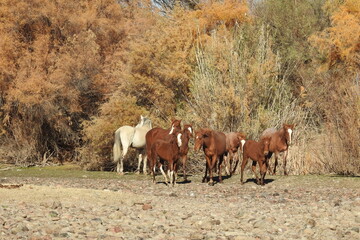 Wild horses living in the Lower Salt River Area of the Sonoran Desert, Arizona.