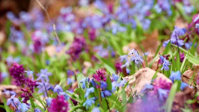 Blooming Scilla bifolia, the alpine squill or two-leaf squill and Corydalis cava close-up. Sunny spring flowers waiving in wind. Nature details with selective focus blur
