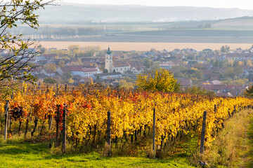 Fototapeta na wymiar Autumn vineyards in Blatnice pod Svatym Antoninkem, Southern Moravia, Czech Republic