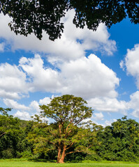tree, sky, nature, green, landscape, blue, trees, summer, forest, clouds, cloud, grass, leaves, park, plant, spring, field, branch, wood, oak, day, outdoors, natural, leaf, beautiful