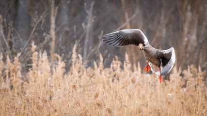 Greylag goose or graylag goose (Anser anser) in the mid fly.