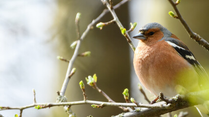 Male Chaffinch (Fringilla coelebs) sitting on the tree branch with blurred background