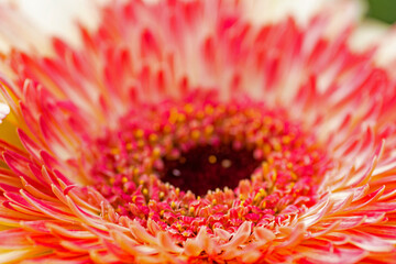 macro of a gerbera flower
