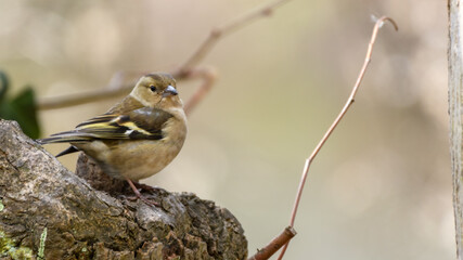 Female chaffinch (Fringilla coelebs) sitting on the tree trunk with blurred background