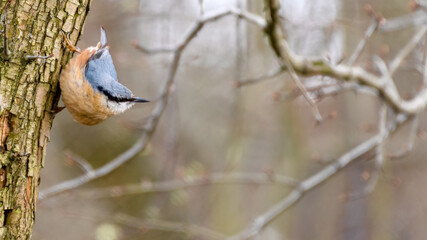 Eurasian nuthatch (Sitta europaea) looking down from the large tree in city park.