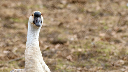 Domestic goose (Anser anser domesticus) looking from behind the net enclosure.