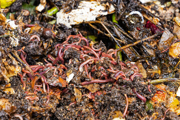 worms and vegetarian kitchen and garden waste in a compost