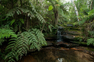Afluente do rio Quebra Perna - Interior de floresta com araucária- Ponta Grossa - Paraná, Brasil