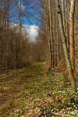 foodpath in a forest in springtime
