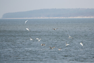 Seagulls flying over the sea surfice in circle formation and hunting for small fish. Baltic sea view near Klaipeda in Lithuania.