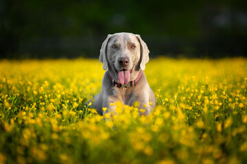 weimaraner dog laying in a field of flowers