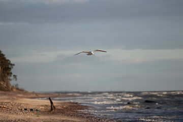 Fototapeta na wymiar Sea gull hovers over the beach in windy weather looking for a place to land. Baltic sea stormy weather concept.
