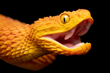 African Bush Viper (Atheris squamigera) with open mouth showing fangs