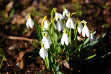 Obraz premium white spring flowers