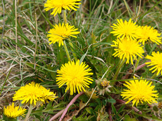 bright yellow spring dandelions in full bloom