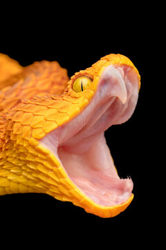 African Bush Viper (Atheris squamigera) with open mouth showing fangs