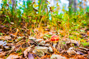 Amanita muscaria in the autumn pine forest. The sun shines through the trees. Fallen leaves. Beautiful nature. Close up view from ground level.