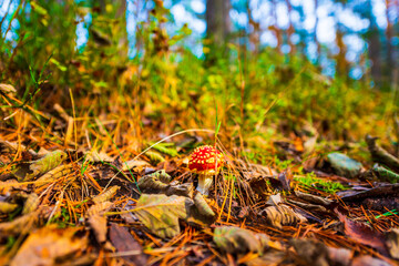 Amanita muscaria in the autumn pine forest. The sun shines through the trees. Fallen leaves. Beautiful nature. Close up view from ground level.