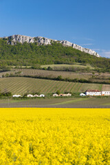 oilseed rape, Palava, Southern Moravia, Czech Republic