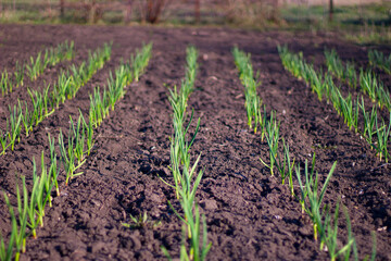 sprouted garlic bed