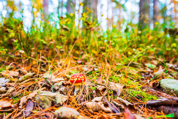 Amanita muscaria in the autumn pine forest. The sun shines through the trees. Fallen leaves. Beautiful nature. Close up view from ground level.