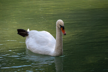 Fototapeta premium A graceful white swan swimming on a lake with dark green water. The white swan is reflected in the water