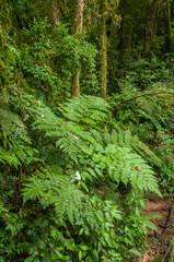 Fototapeta na wymiar Interior de floresta com Araucárias em Tijucas do Sul Paraná, Brasil