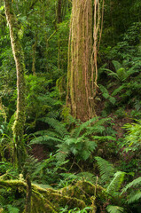 Interior de floresta com Araucárias em Tijucas do Sul Paraná, Brasil