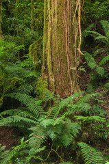 Interior de floresta com Araucárias em Tijucas do Sul Paraná, Brasil