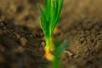 Fototapeta premium green onions in the garden