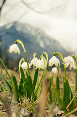 spring flowers in the snow