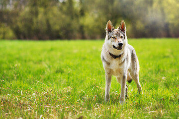 Piękny pies bawiący się na trawie