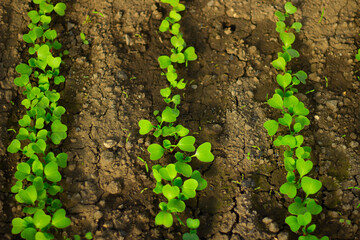 greens growing in the garden