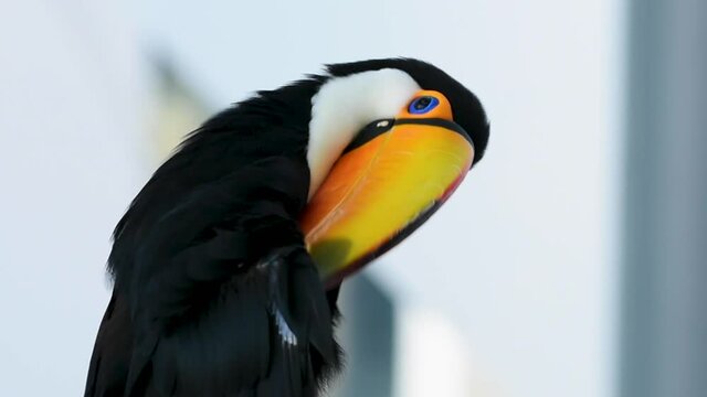 The toco, giant or common toucan close up (Ramphastos toco) very close up grooming.