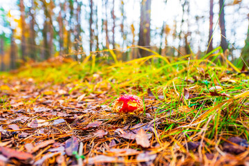 Amanita muscaria in the autumn pine forest. The sun shines through the trees. Fallen leaves. Beautiful nature. Close up view from ground level.